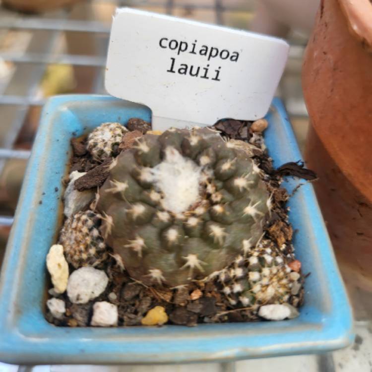 Plant image Copiapoa Laui