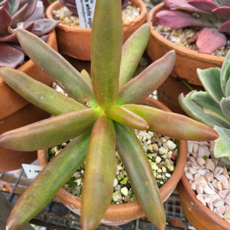 Plant image Pachyphytum viride