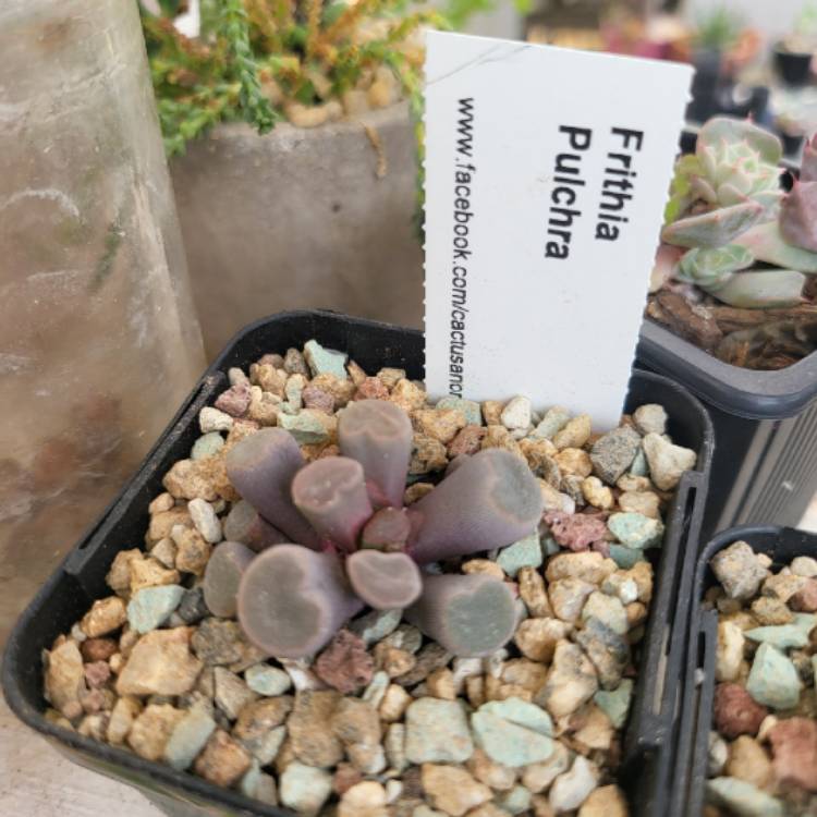 Plant image Frithia Pulchra