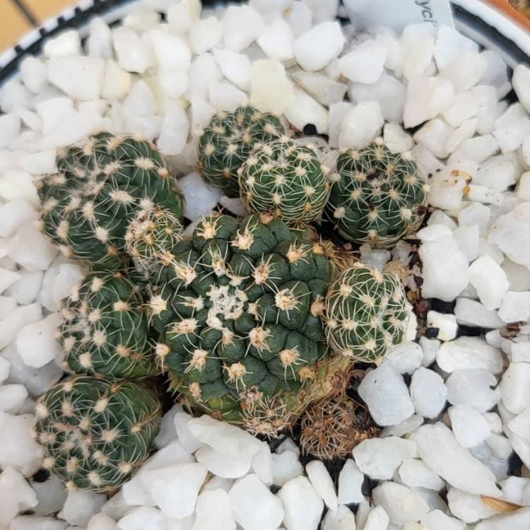 Plant image Gymnocalycium Bruchii