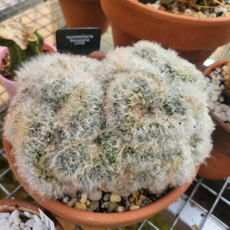 Plant image Mammillaria bocasana 'Crested'