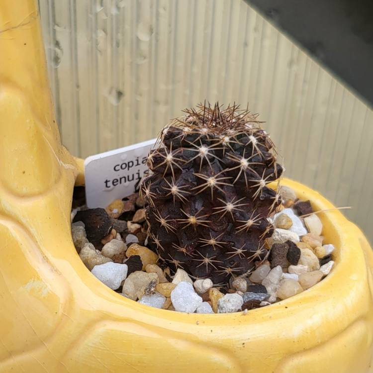 Plant image Copiapoa tenuissima