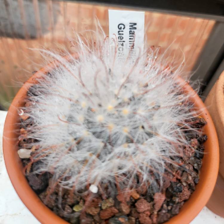 Plant image Mammillaria guelzowiana