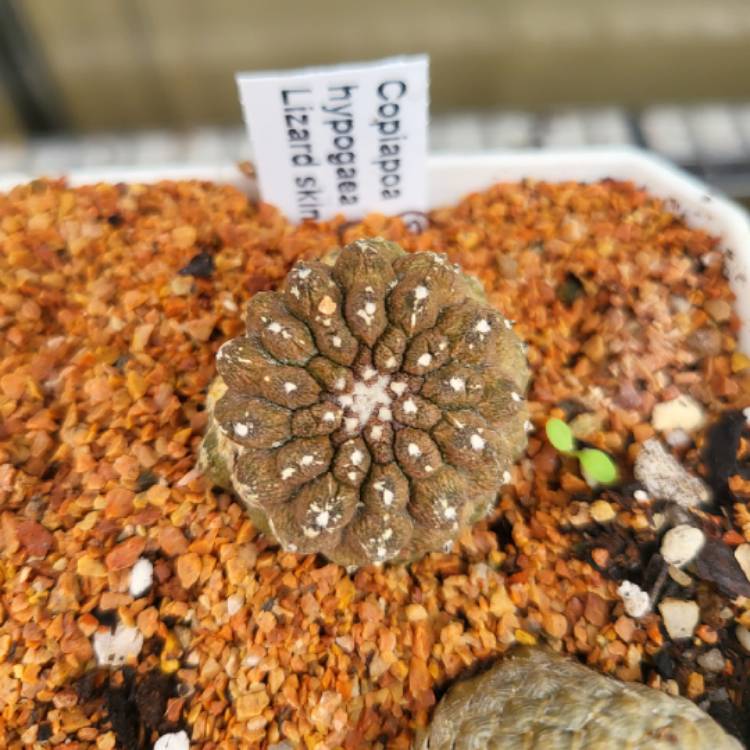 Plant image Copiapoa hypogaea