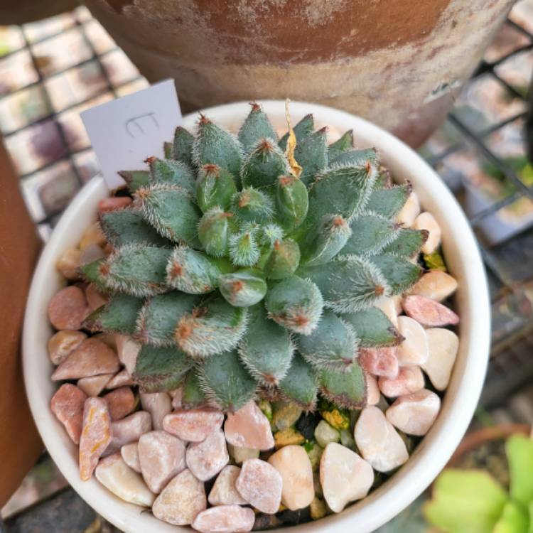 Plant image Echeveria Comet