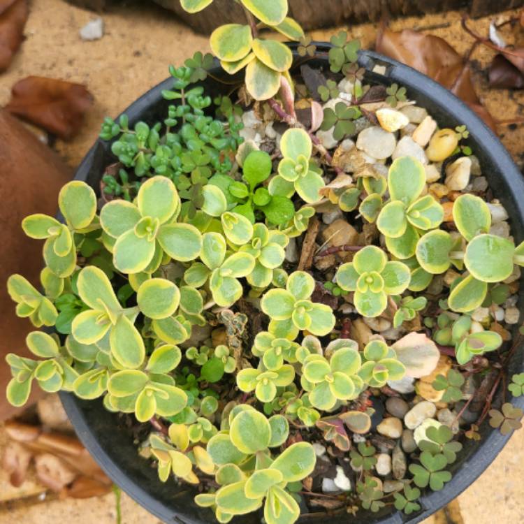 Plant image Sedum 'Wildfire'