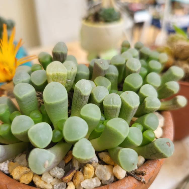 Plant image Fenestraria Rhopalophylla 