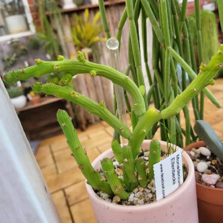 Plant image Euphorbia bisellenbeckii