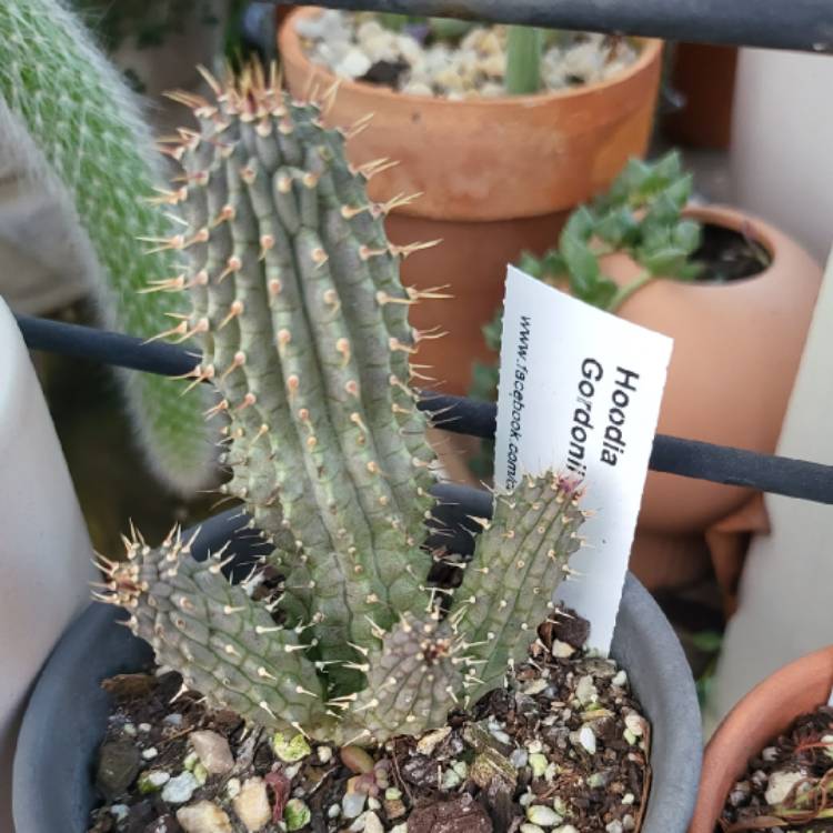 Plant image Hoodia Gordonii