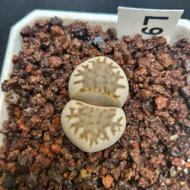 Lithops