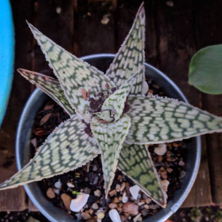 Plant image Aloe deltoideodonta 'Delta Lights'