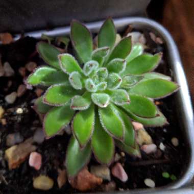 Echeveria Set Oliver