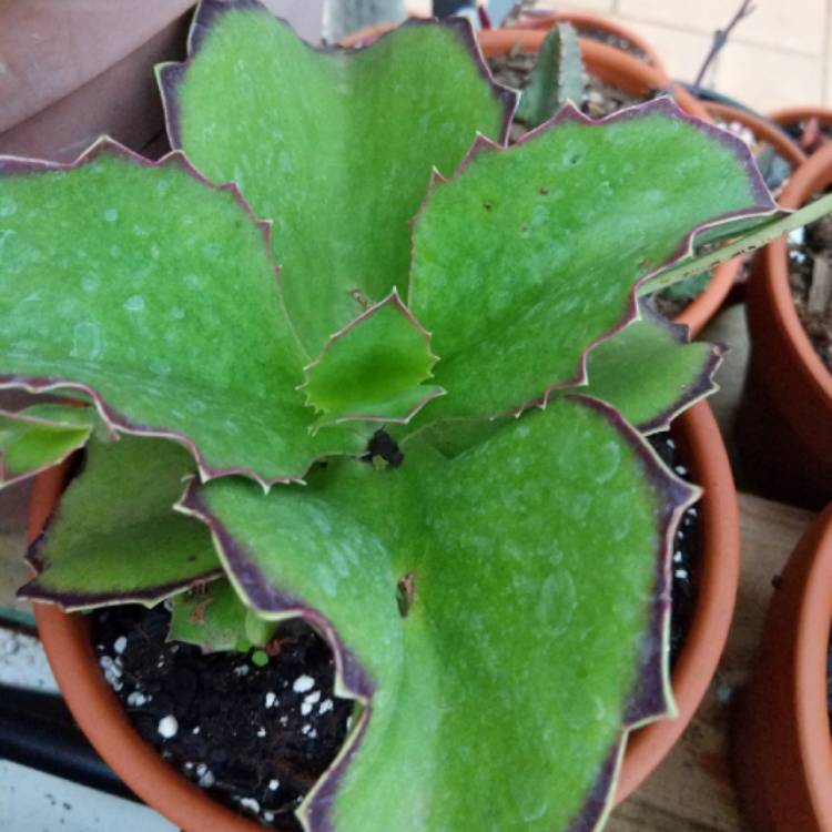 Plant image Kalanchoe Synsepala 'Gremlin'