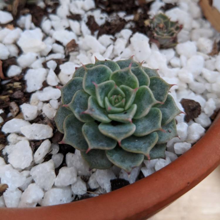 Plant image Echeveria Halbingeri