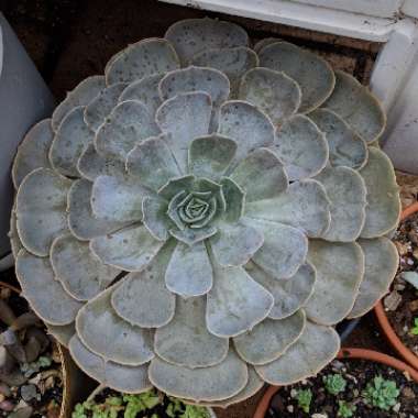 Echeveria Pollux