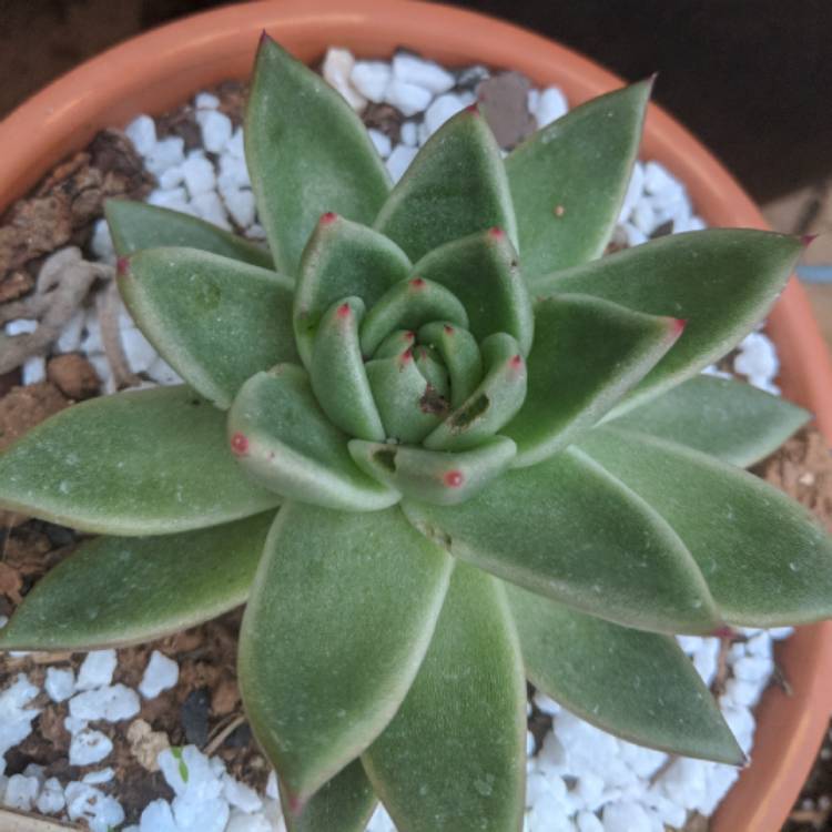 Plant image Echeveria Agavoides Corderoyi