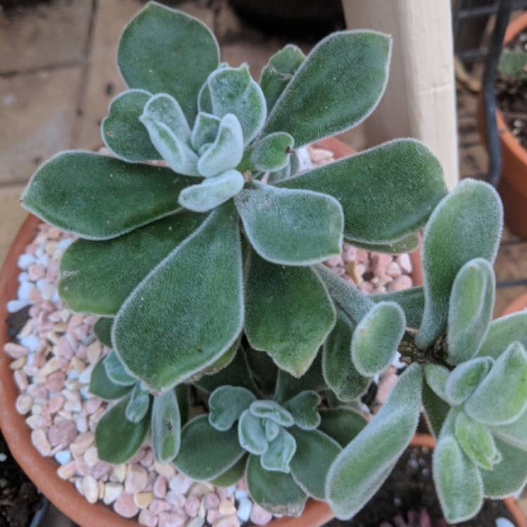 Plant image Echeveria Pulvicox