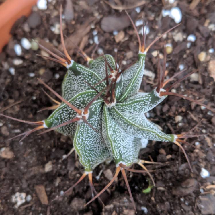 Plant image Astrophytum Ornatum