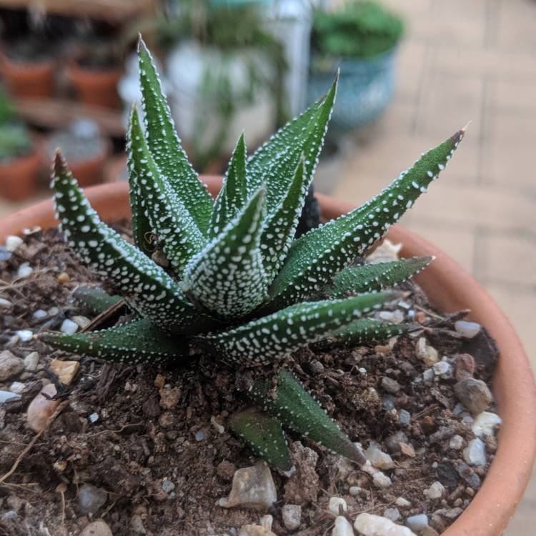 Plant image Haworthiopsis attenuata var. attenuata 'Enon' syn. Haworthia attenuata 'Enon'