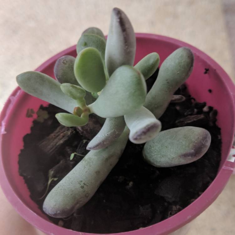 Plant image Cotyledon 'Happy Young Lady'