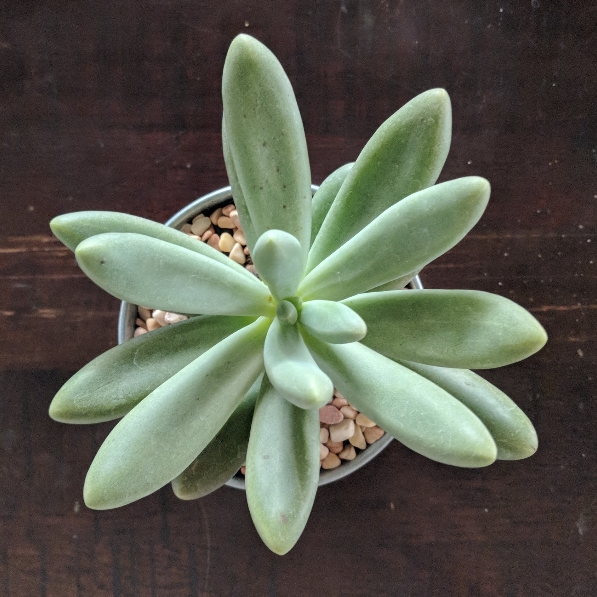 Plant image Pachyphytum 'Captain Jessop'