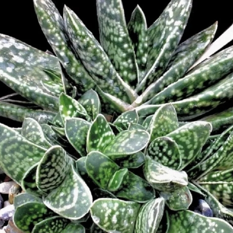 Plant image Gasteria bicolor var. 'Liliputana'