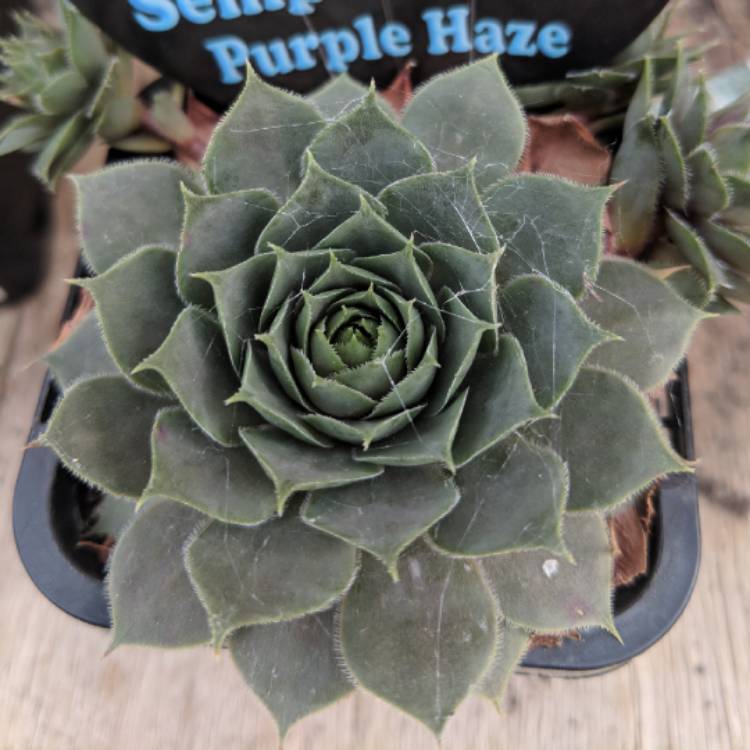 Plant image Sempervivum Purple Haze