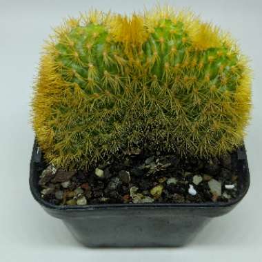 Cleistocactus winteri cristata