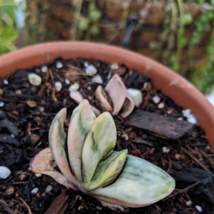 Plant image Gasteria obtusa f. variegata