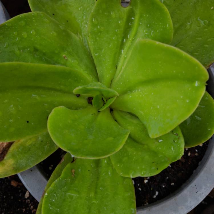 Plant image Echeveria Pallida