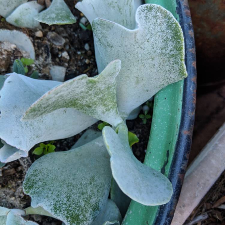 Plant image Cotyledon orbiculata 'Silver Waves'