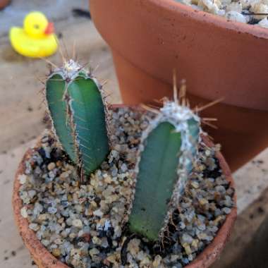 Cereus forbesii