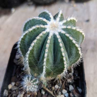 Parodia magnifica syn. Notocactus magnificus