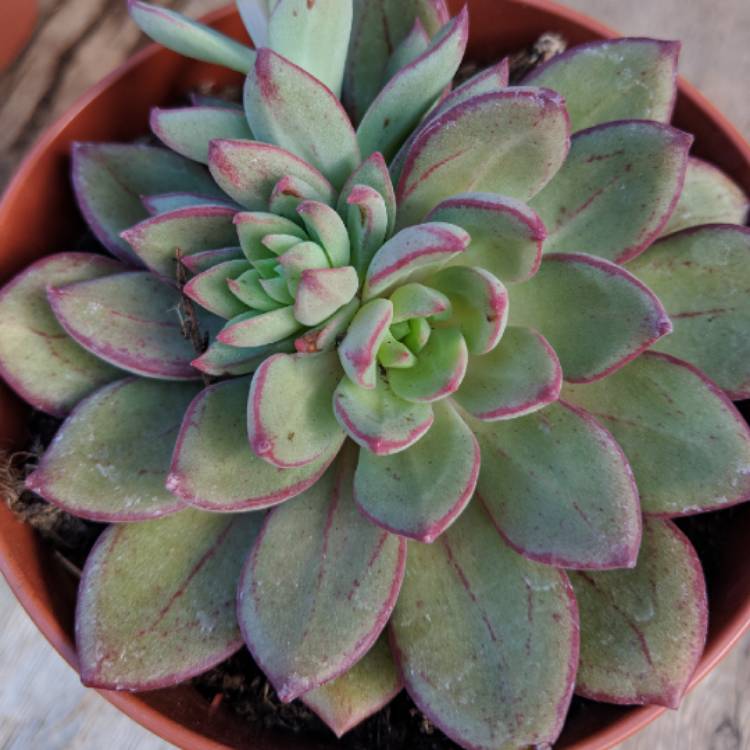 Plant image Echeveria Bella Rouge