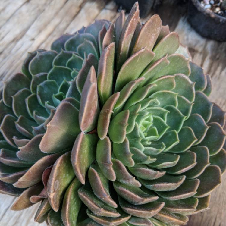 Plant image Echeveria Brown Rose