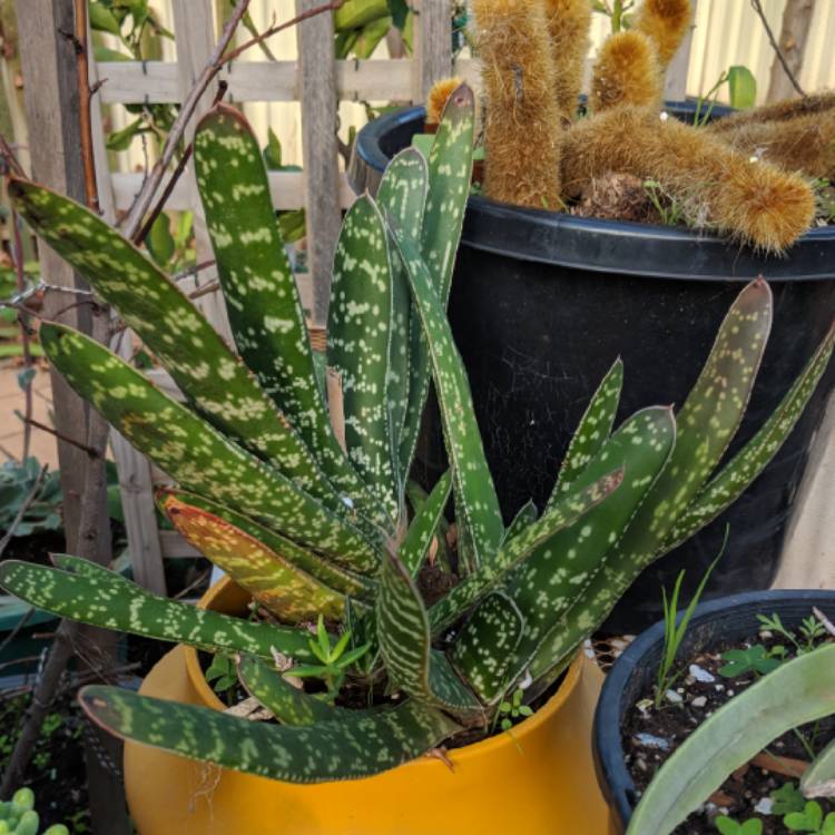 Plant image Gasteria excelsa