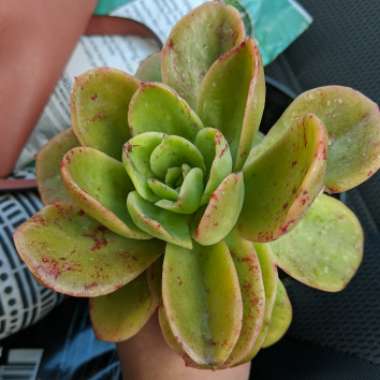 Echeveria Golden Glow