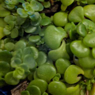 Sedum spurium 'Green Mound'