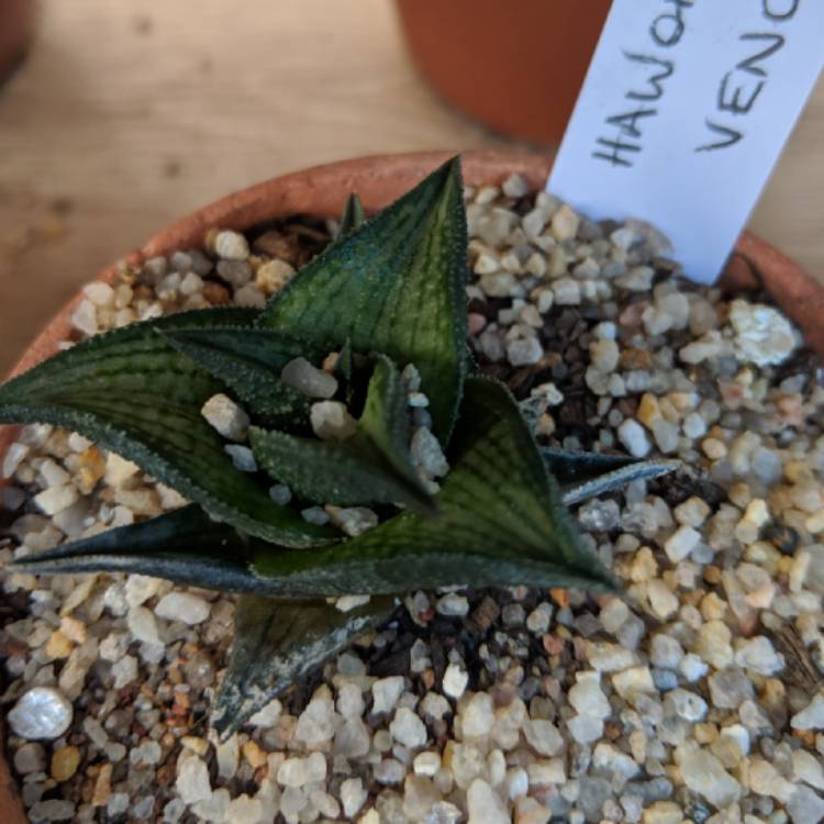 Haworthia venosa, Haworthia venosa - uploaded by @prettyandprickle