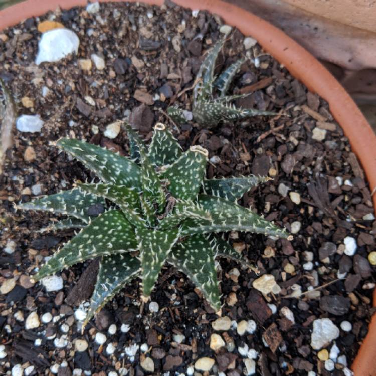 Plant image Aloe haworthioides