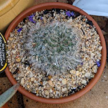 Mammillaria bocasana