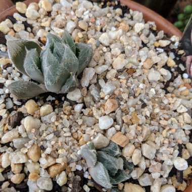 Haworthia Cooperi var. Venusta