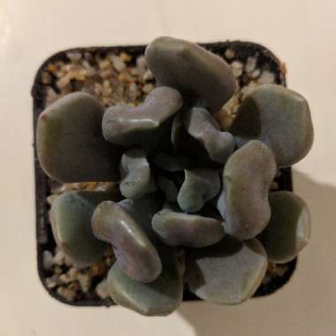 xGraptoveria Topsy Debbi