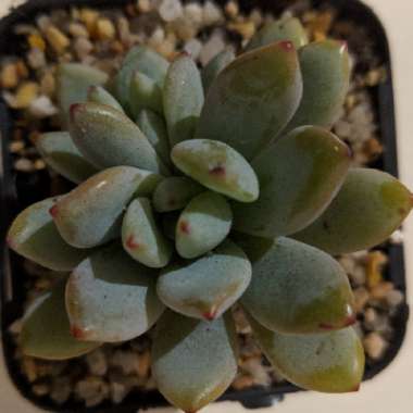 x Pachyveria Augusta