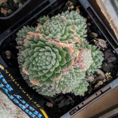 Sempervivum Hairy Balls