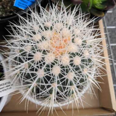 Echinocactus grusoni var.albispinus