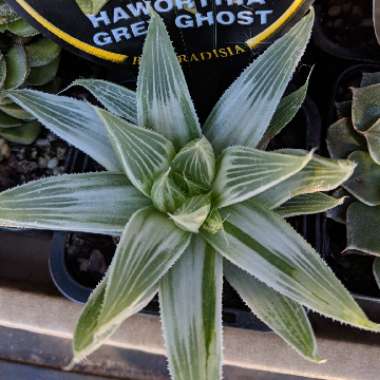 Haworthia Cymbiformis var. Grey Ghost