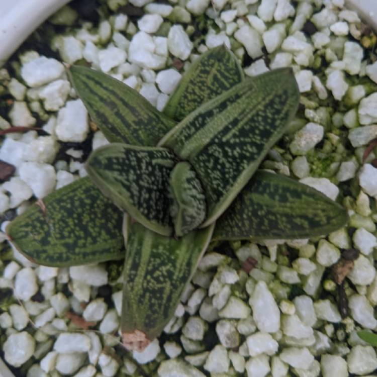 Plant image x Gasteraloe 'Green Ice'