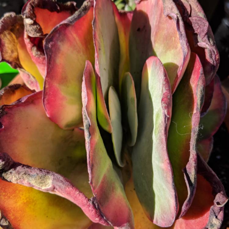 Plant image Kalanchoe Luciae 'Fantastic'