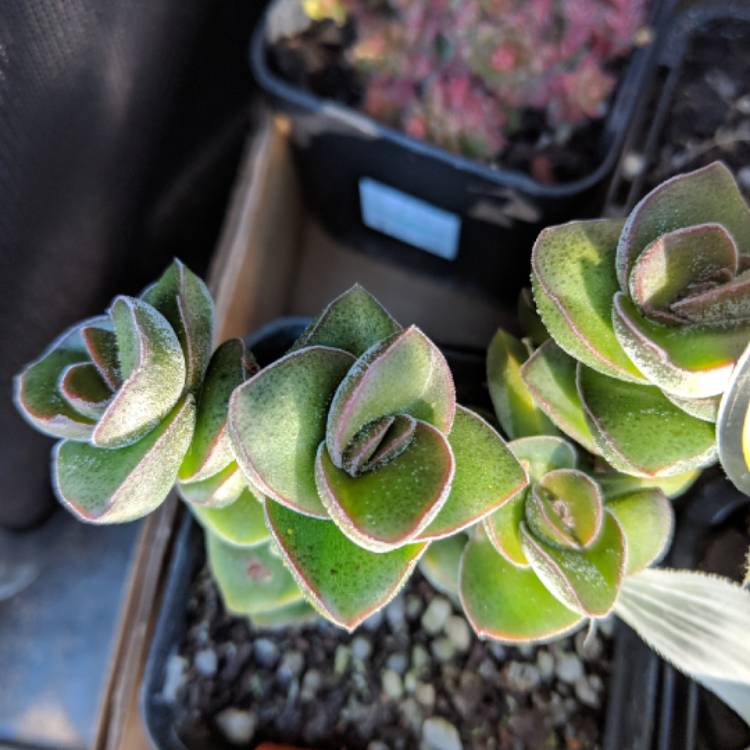 Plant image Crassula Jade Tower